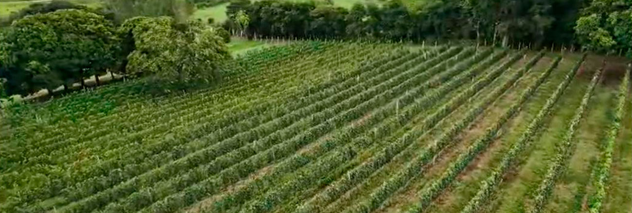 Campo das Vertentes