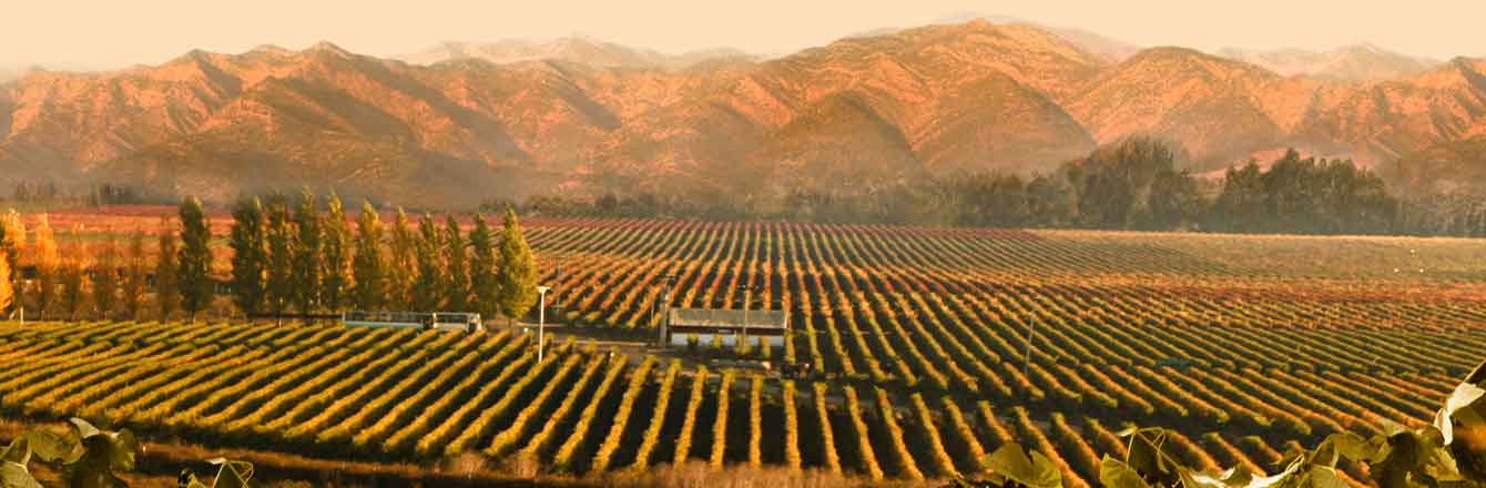 Vale Colchagua - Chile