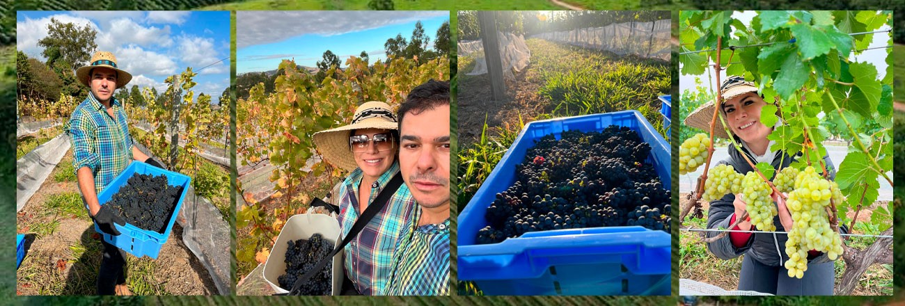 Quinta dos Maias