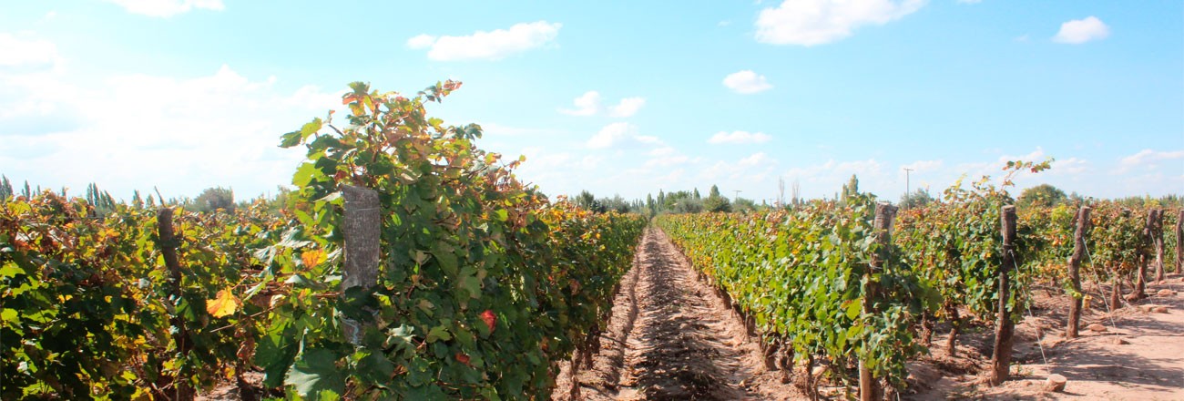 BODEGA GOULART