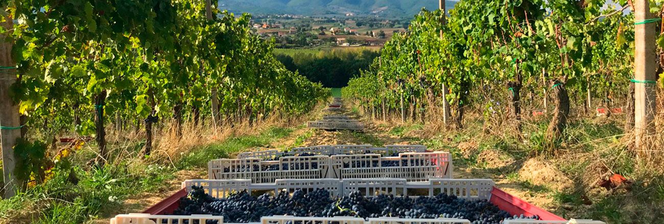 Descobrindo Montefalco: O Coração Vinícola da Umbria Descobrindo Montefalco: O Coração Vinícola da Umbria